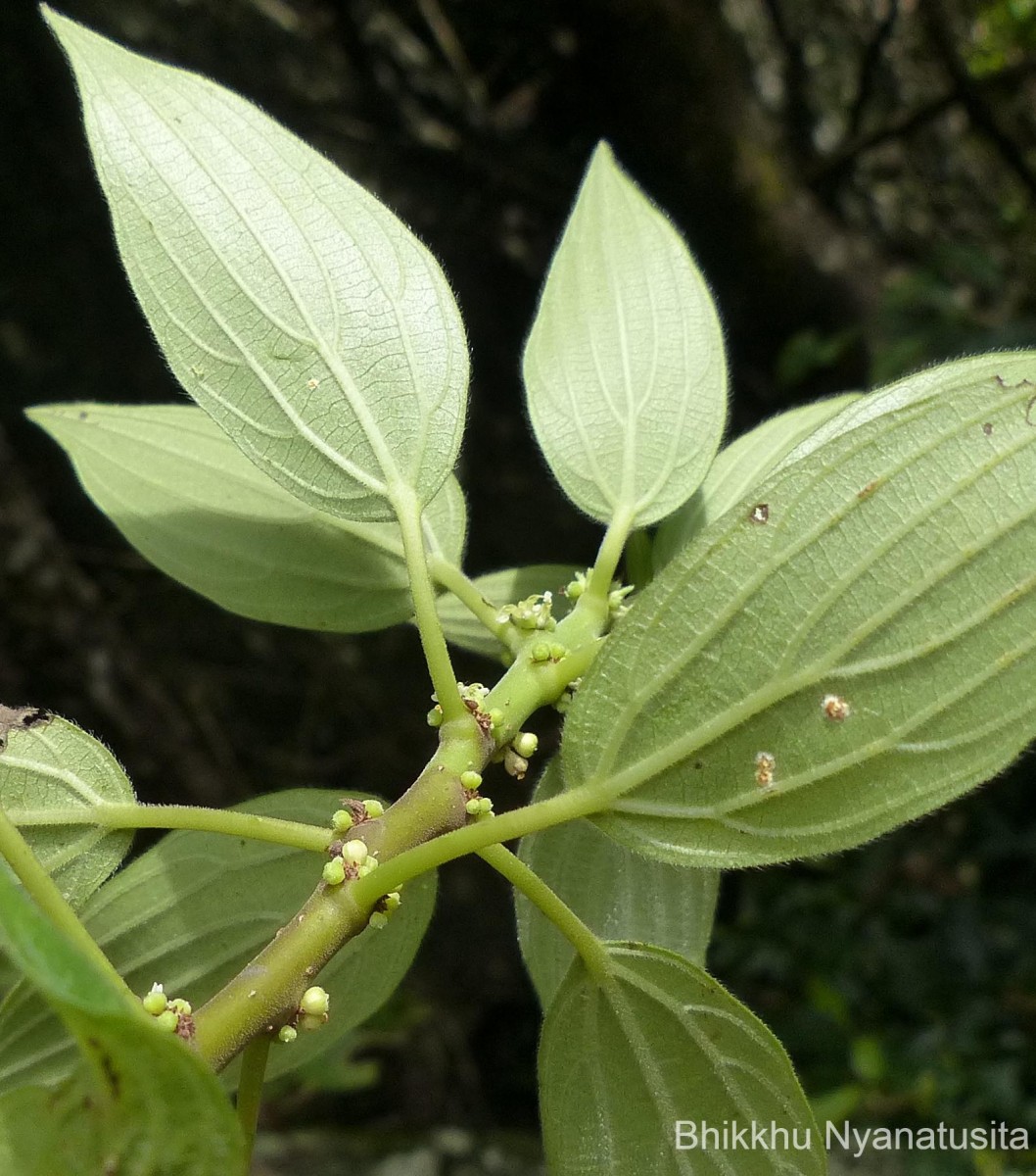 Pouzolzia zeylanica (L.) Benn.